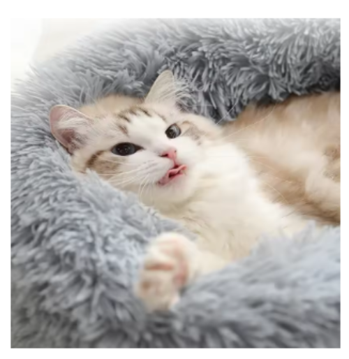 Gatinho no conforto de sua caminha.