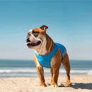 Cão usando a Coleira de Peito Térmica Cold Dog em um passeio ao ar livre em um dia quente.