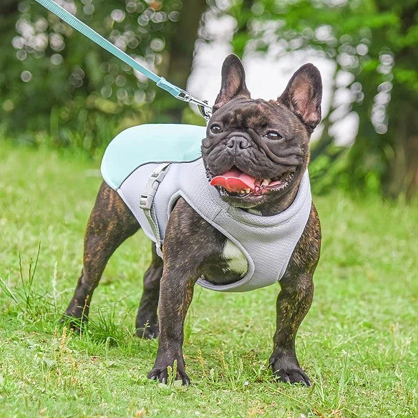 Coleira Cold Dog ajustável, encaixe perfeito para cães de porte médio.